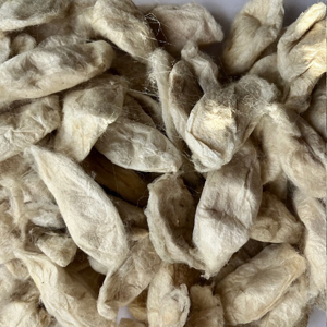 Indian Natural White Eri Silk Cocoons 10g (approx 30-35) NEW