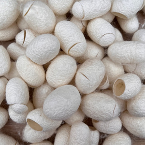 Indian Undyed Cut Mulberry Silk Cocoons 50g - approx 140-150 cocoons