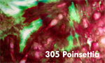 Poinsettia